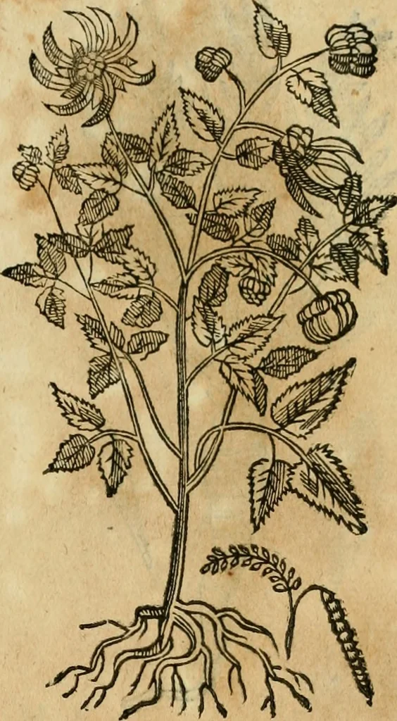 An illustration from Rerum medicarum Novae Hispaniae thesaurus, seu, Plantarum animalium mineralium Mexicanorum historia, 1651, leaf 404