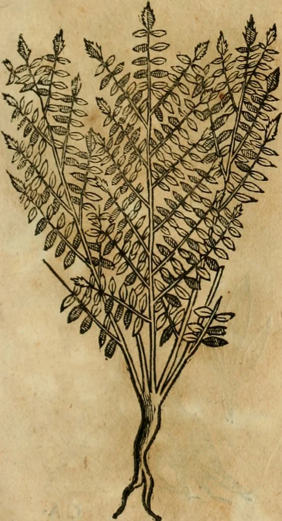 An illustration from Rerum medicarum Novae Hispaniae thesaurus, seu, Plantarum animalium mineralium Mexicanorum historia, 1651, leaf 404