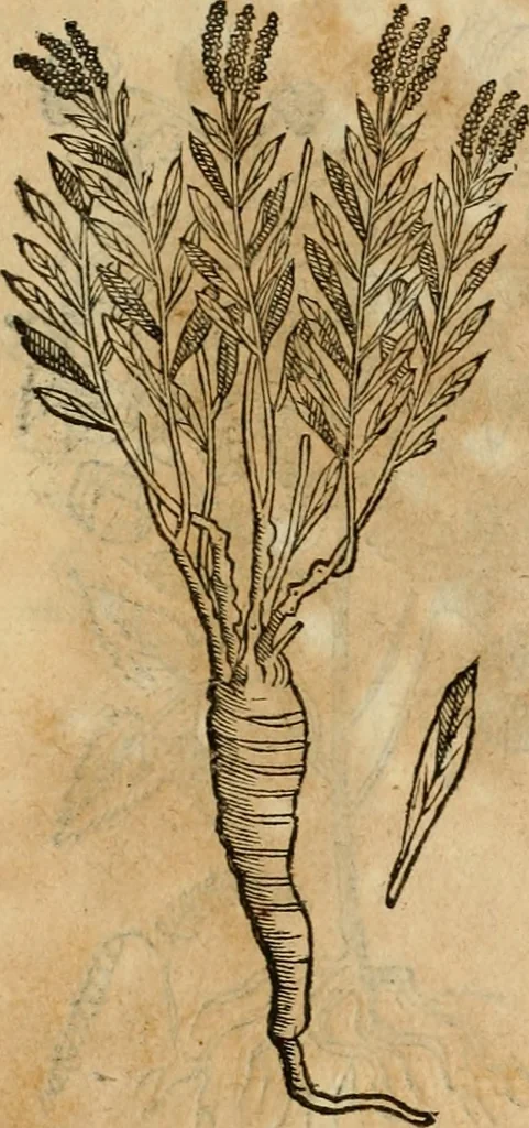 An illustration from Rerum medicarum Novae Hispaniae thesaurus, seu, Plantarum animalium mineralium Mexicanorum historia, 1651, leaf 405