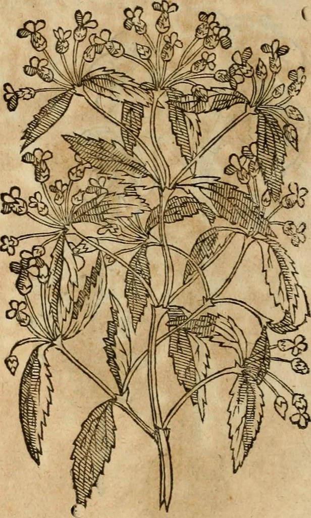 An illustration from Rerum medicarum Novae Hispaniae thesaurus, seu, Plantarum animalium mineralium Mexicanorum historia, 1651, leaf 405