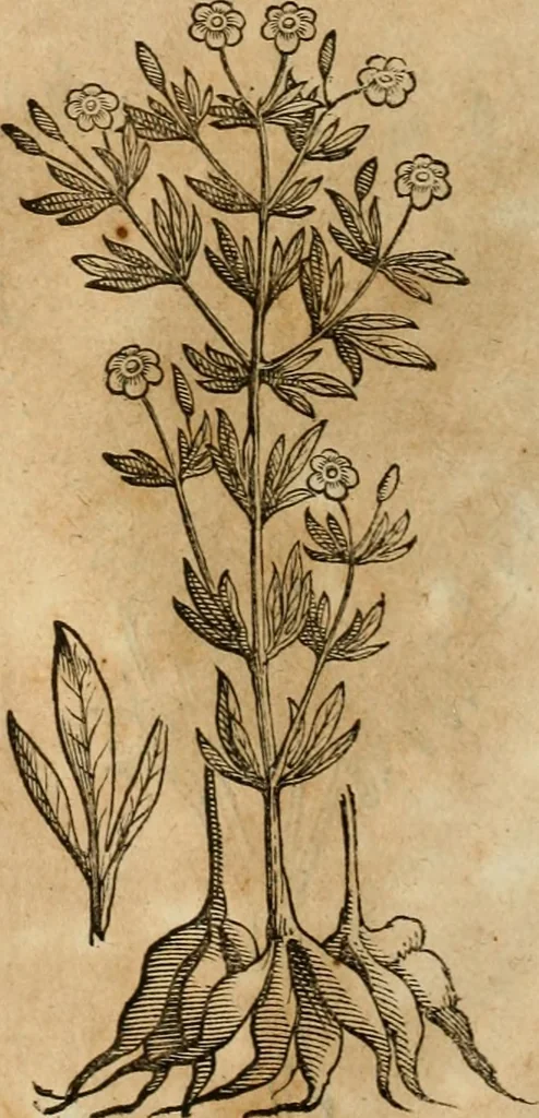 An illustration from Rerum medicarum Novae Hispaniae thesaurus, seu, Plantarum animalium mineralium Mexicanorum historia, 1651, leaf 405