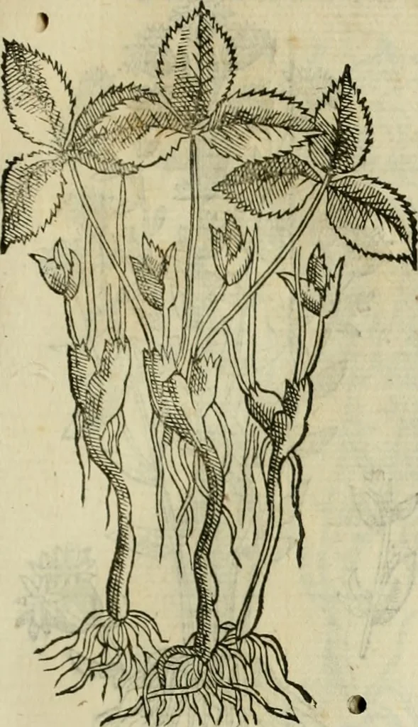 An illustration from Rerum medicarum Novae Hispaniae thesaurus, seu, Plantarum animalium mineralium Mexicanorum historia, 1651, leaf 406