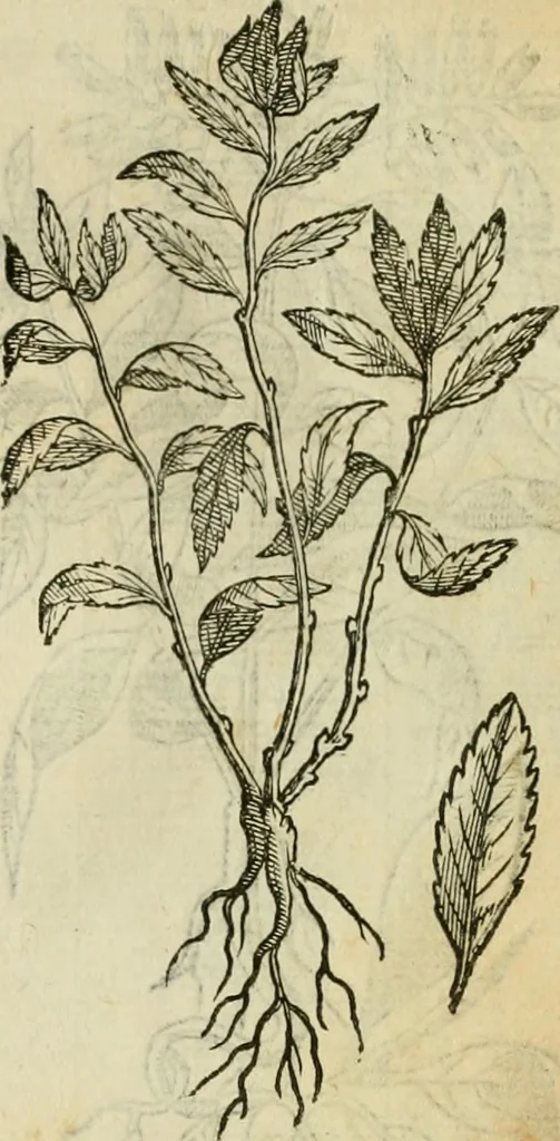 An illustration from Rerum medicarum Novae Hispaniae thesaurus, seu, Plantarum animalium mineralium Mexicanorum historia, 1651, leaf 406