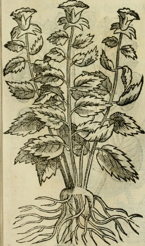 An illustration from Rerum medicarum Novae Hispaniae thesaurus, seu, Plantarum animalium mineralium Mexicanorum historia, 1651, leaf 406