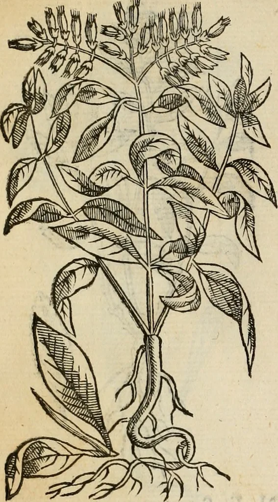 An illustration from Rerum medicarum Novae Hispaniae thesaurus, seu, Plantarum animalium mineralium Mexicanorum historia, 1651, leaf 407