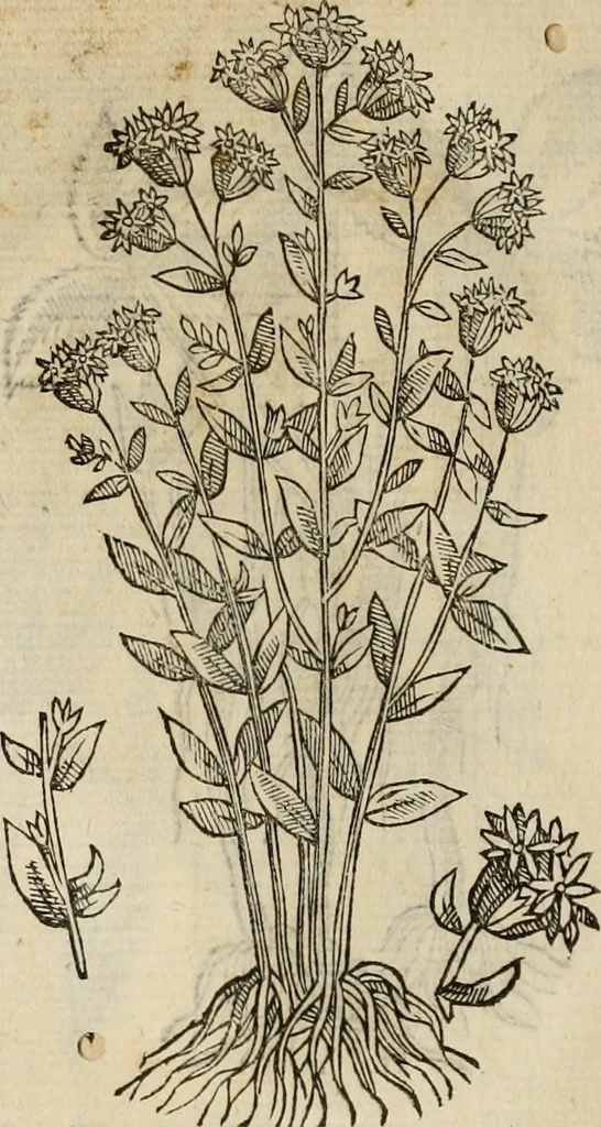 An illustration from Rerum medicarum Novae Hispaniae thesaurus, seu, Plantarum animalium mineralium Mexicanorum historia, 1651, leaf 407