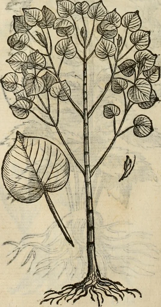 An illustration from Rerum medicarum Novae Hispaniae thesaurus, seu, Plantarum animalium mineralium Mexicanorum historia, 1651, leaf 407