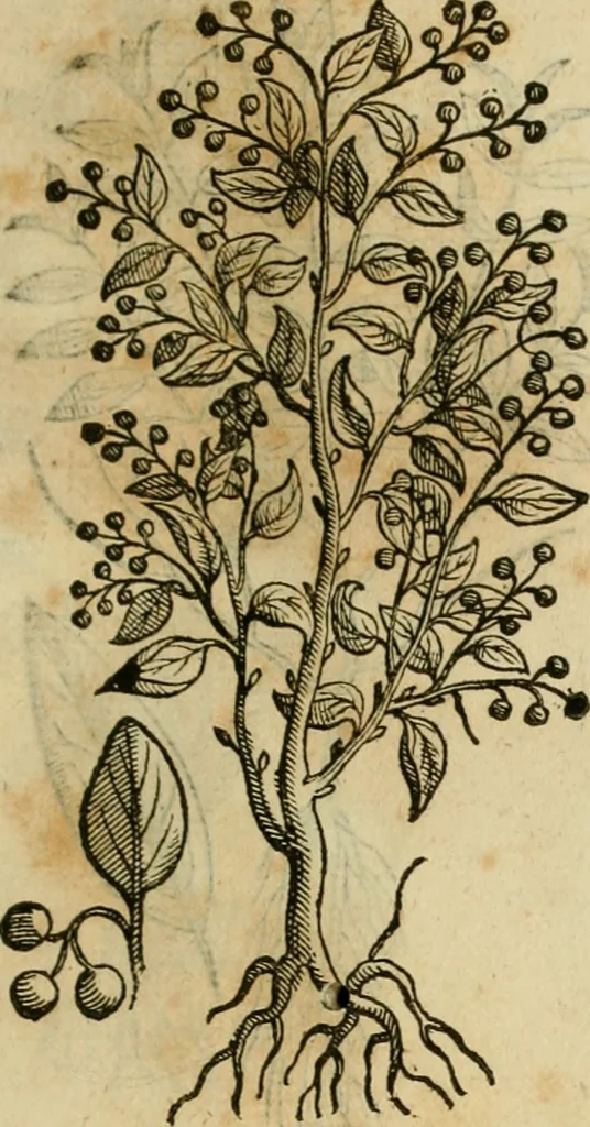 An illustration from Rerum medicarum Novae Hispaniae thesaurus, seu, Plantarum animalium mineralium Mexicanorum historia, 1651, leaf 408