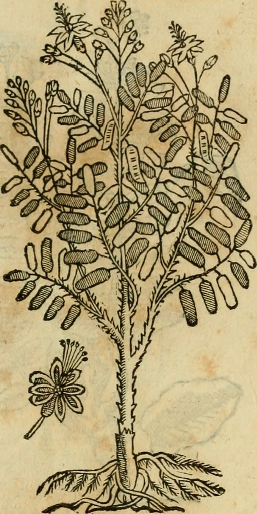 An illustration from Rerum medicarum Novae Hispaniae thesaurus, seu, Plantarum animalium mineralium Mexicanorum historia, 1651, leaf 408