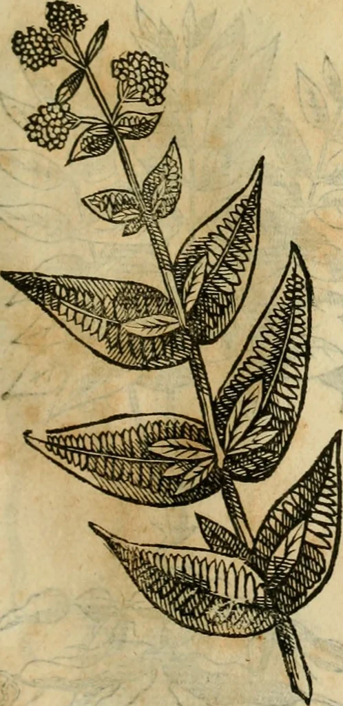 An illustration from Rerum medicarum Novae Hispaniae thesaurus, seu, Plantarum animalium mineralium Mexicanorum historia, 1651, leaf 408