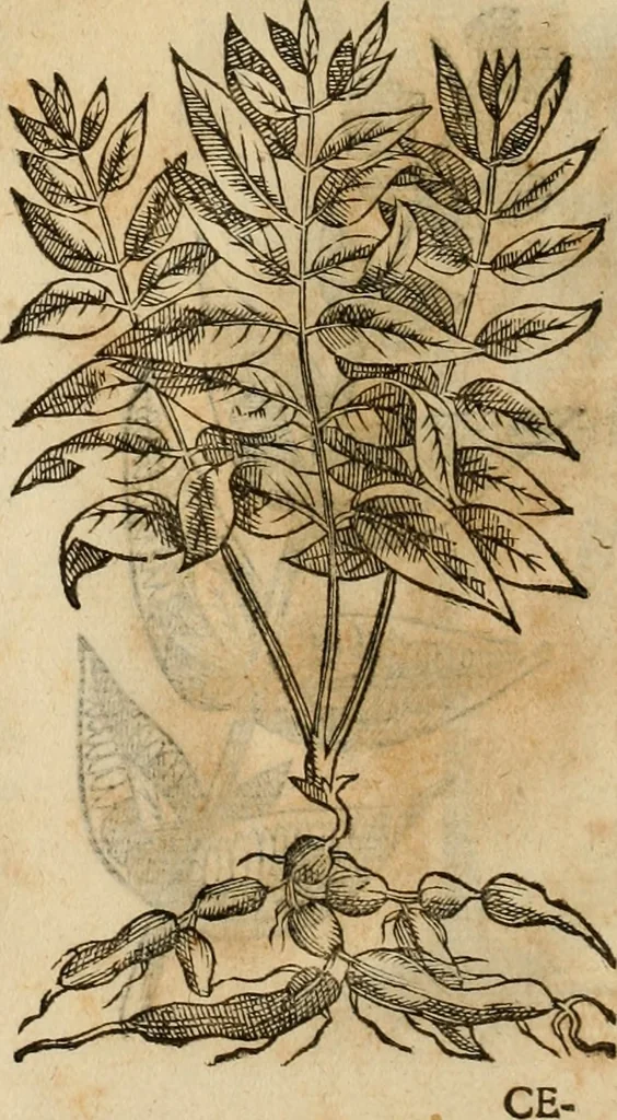 An illustration from Rerum medicarum Novae Hispaniae thesaurus, seu, Plantarum animalium mineralium Mexicanorum historia, 1651, leaf 409