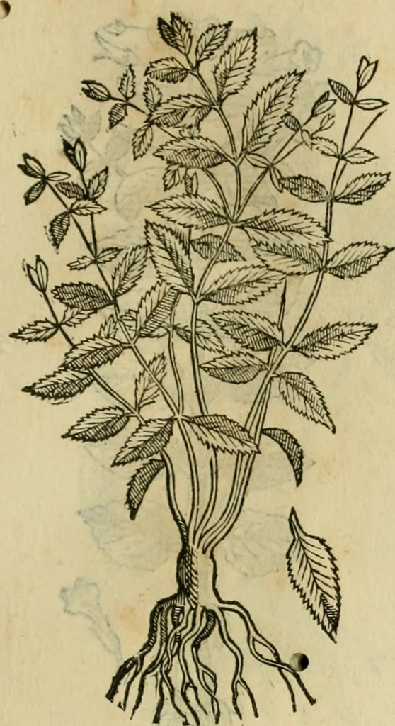 An illustration from Rerum medicarum Novae Hispaniae thesaurus, seu, Plantarum animalium mineralium Mexicanorum historia, 1651, leaf 410