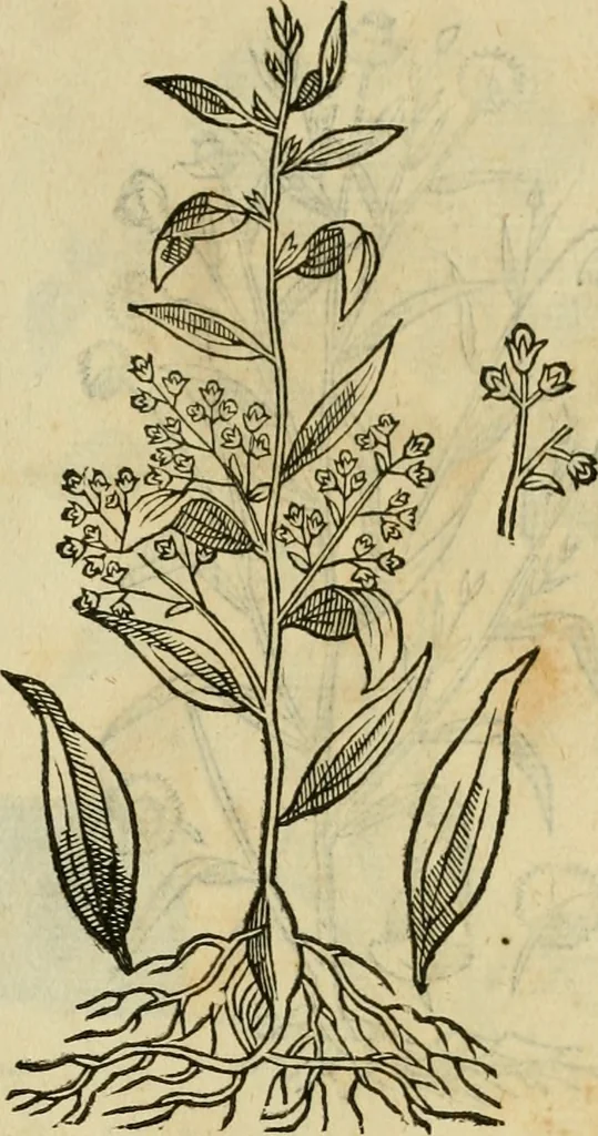 An illustration from Rerum medicarum Novae Hispaniae thesaurus, seu, Plantarum animalium mineralium Mexicanorum historia, 1651, leaf 410