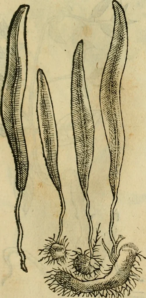 An illustration from Rerum medicarum Novae Hispaniae thesaurus, seu, Plantarum animalium mineralium Mexicanorum historia, 1651, leaf 410