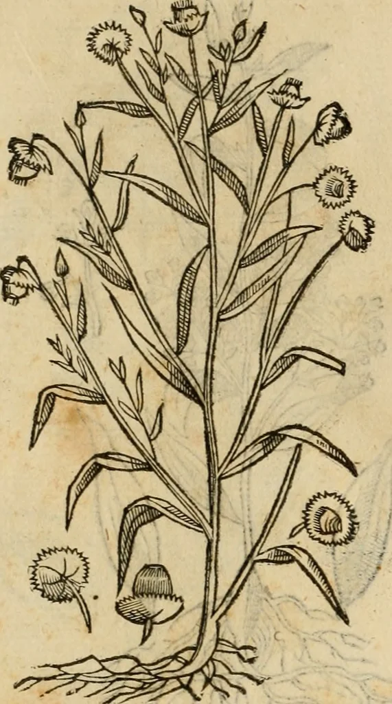 An illustration from Rerum medicarum Novae Hispaniae thesaurus, seu, Plantarum animalium mineralium Mexicanorum historia, 1651, leaf 411