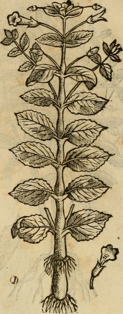 An illustration from Rerum medicarum Novae Hispaniae thesaurus, seu, Plantarum animalium mineralium Mexicanorum historia, 1651, leaf 411