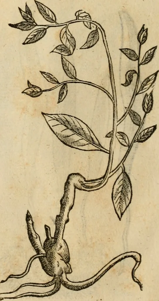 An illustration from Rerum medicarum Novae Hispaniae thesaurus, seu, Plantarum animalium mineralium Mexicanorum historia, 1651, leaf 411