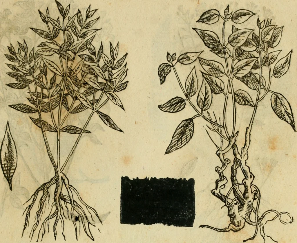 An illustration from Rerum medicarum Novae Hispaniae thesaurus, seu, Plantarum animalium mineralium Mexicanorum historia, 1651, leaf 412