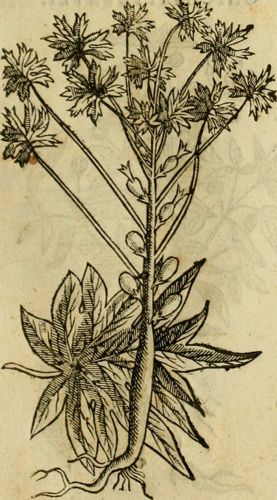 An illustration from Rerum medicarum Novae Hispaniae thesaurus, seu, Plantarum animalium mineralium Mexicanorum historia, 1651, leaf 412
