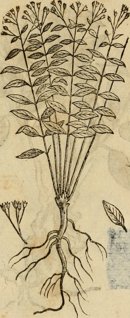 An illustration from Rerum medicarum Novae Hispaniae thesaurus, seu, Plantarum animalium mineralium Mexicanorum historia, 1651, leaf 413