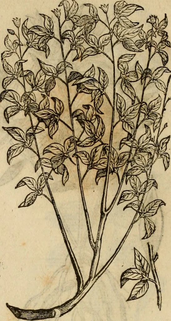 An illustration from Rerum medicarum Novae Hispaniae thesaurus, seu, Plantarum animalium mineralium Mexicanorum historia, 1651, leaf 413