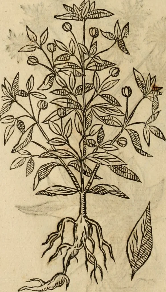 An illustration from Rerum medicarum Novae Hispaniae thesaurus, seu, Plantarum animalium mineralium Mexicanorum historia, 1651, leaf 413