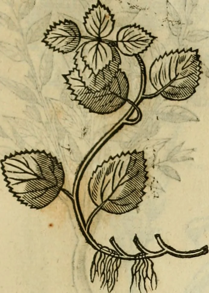 An illustration from Rerum medicarum Novae Hispaniae thesaurus, seu, Plantarum animalium mineralium Mexicanorum historia, 1651, leaf 414