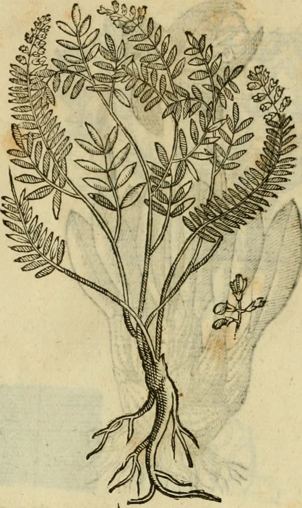 An illustration from Rerum medicarum Novae Hispaniae thesaurus, seu, Plantarum animalium mineralium Mexicanorum historia, 1651, leaf 414