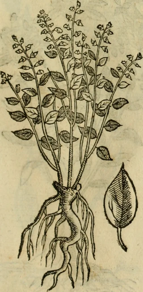 An illustration from Rerum medicarum Novae Hispaniae thesaurus, seu, Plantarum animalium mineralium Mexicanorum historia, 1651, leaf 414