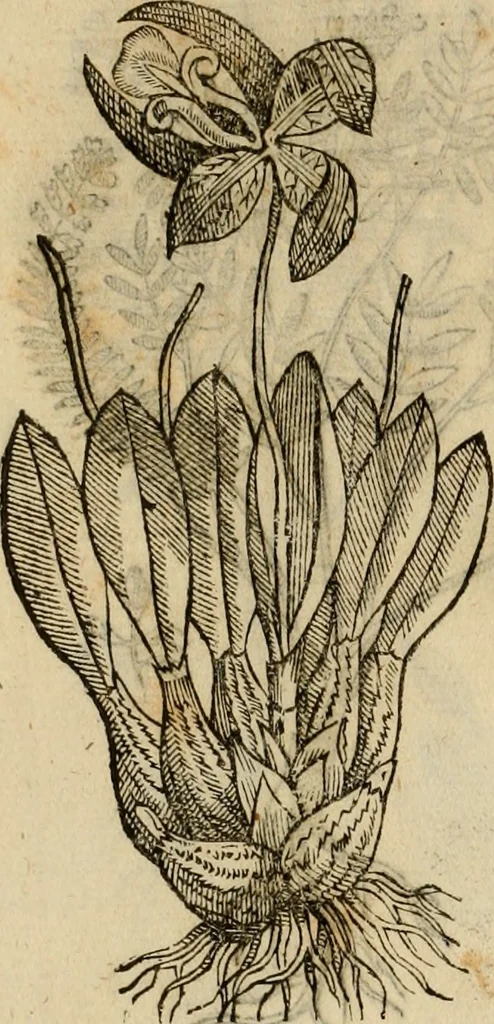An illustration from Rerum medicarum Novae Hispaniae thesaurus, seu, Plantarum animalium mineralium Mexicanorum historia, 1651, leaf 415