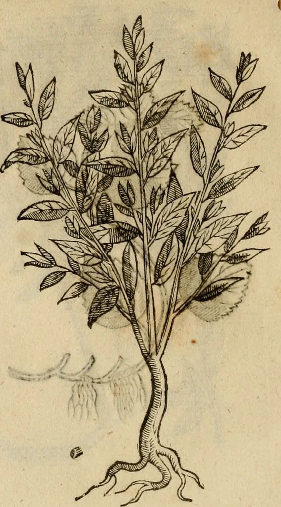 An illustration from Rerum medicarum Novae Hispaniae thesaurus, seu, Plantarum animalium mineralium Mexicanorum historia, 1651, leaf 415