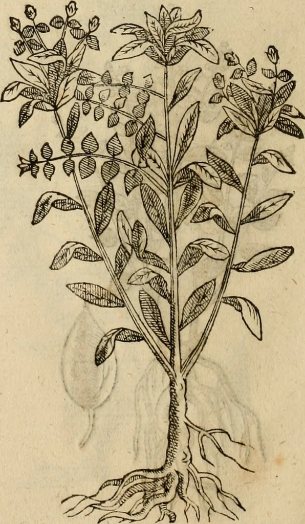 An illustration from Rerum medicarum Novae Hispaniae thesaurus, seu, Plantarum animalium mineralium Mexicanorum historia, 1651, leaf 415