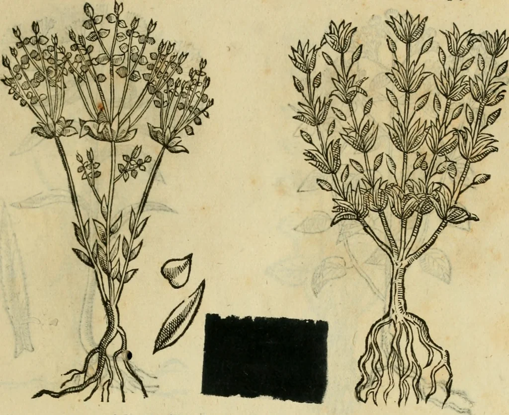 An illustration from Rerum medicarum Novae Hispaniae thesaurus, seu, Plantarum animalium mineralium Mexicanorum historia, 1651, leaf 416