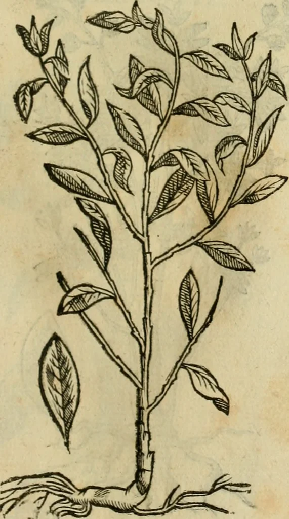 An illustration from Rerum medicarum Novae Hispaniae thesaurus, seu, Plantarum animalium mineralium Mexicanorum historia, 1651, leaf 416