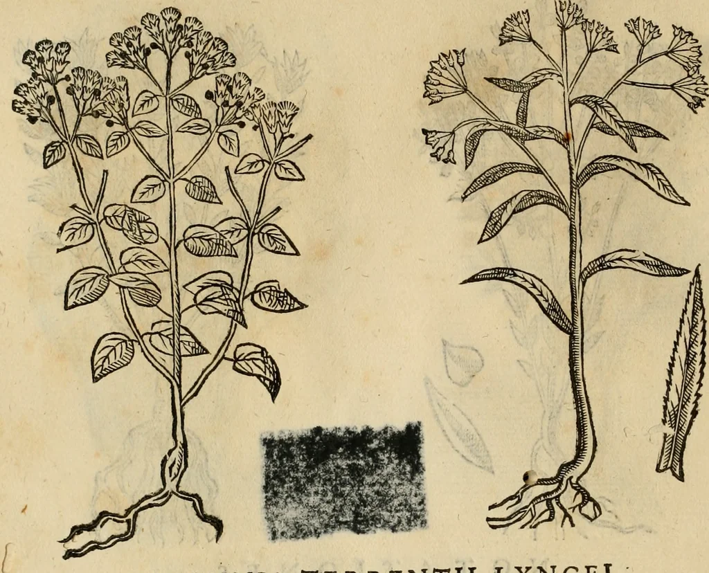 An illustration from Rerum medicarum Novae Hispaniae thesaurus, seu, Plantarum animalium mineralium Mexicanorum historia, 1651, leaf 417