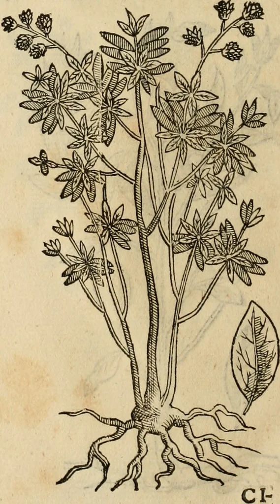 An illustration from Rerum medicarum Novae Hispaniae thesaurus, seu, Plantarum animalium mineralium Mexicanorum historia, 1651, leaf 417