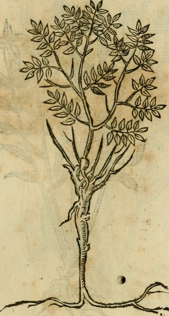 An illustration from Rerum medicarum Novae Hispaniae thesaurus, seu, Plantarum animalium mineralium Mexicanorum historia, 1651, leaf 418