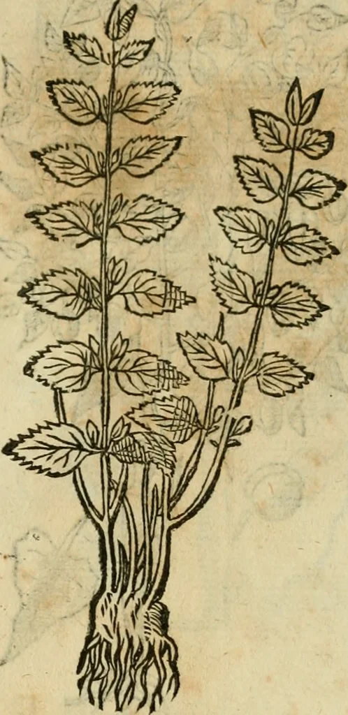 An illustration from Rerum medicarum Novae Hispaniae thesaurus, seu, Plantarum animalium mineralium Mexicanorum historia, 1651, leaf 418