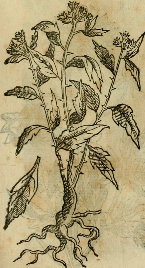 An illustration from Rerum medicarum Novae Hispaniae thesaurus, seu, Plantarum animalium mineralium Mexicanorum historia, 1651, leaf 418