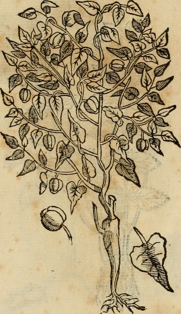 An illustration from Rerum medicarum Novae Hispaniae thesaurus, seu, Plantarum animalium mineralium Mexicanorum historia, 1651, leaf 419