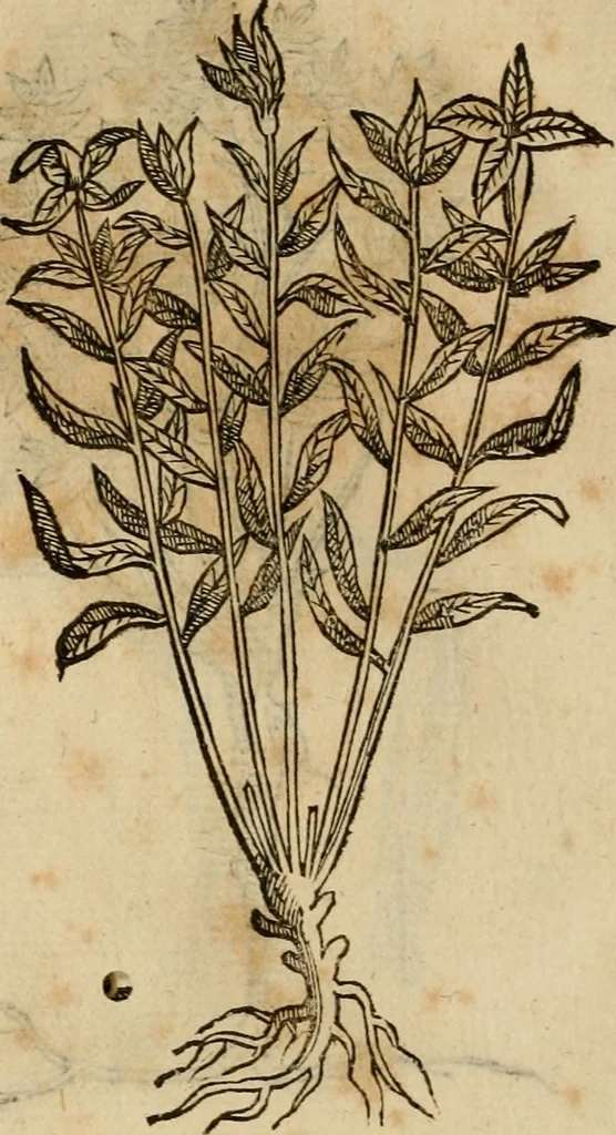 An illustration from Rerum medicarum Novae Hispaniae thesaurus, seu, Plantarum animalium mineralium Mexicanorum historia, 1651, leaf 419