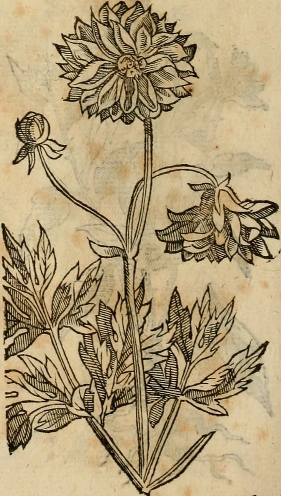 An illustration from Rerum medicarum Novae Hispaniae thesaurus, seu, Plantarum animalium mineralium Mexicanorum historia, 1651, leaf 419