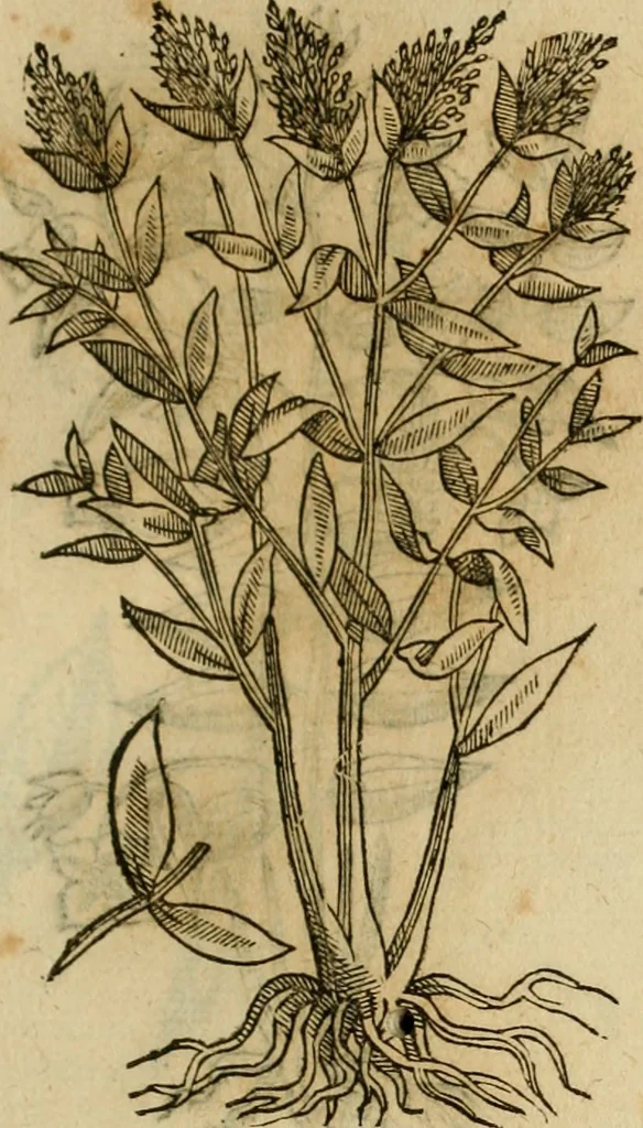 An illustration from Rerum medicarum Novae Hispaniae thesaurus, seu, Plantarum animalium mineralium Mexicanorum historia, 1651, leaf 420