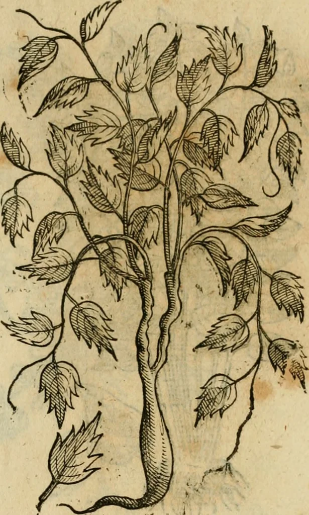 An illustration from Rerum medicarum Novae Hispaniae thesaurus, seu, Plantarum animalium mineralium Mexicanorum historia, 1651, leaf 420
