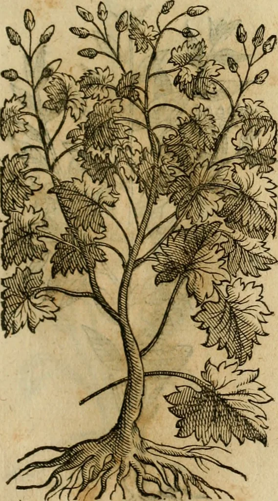 An illustration from Rerum medicarum Novae Hispaniae thesaurus, seu, Plantarum animalium mineralium Mexicanorum historia, 1651, leaf 420
