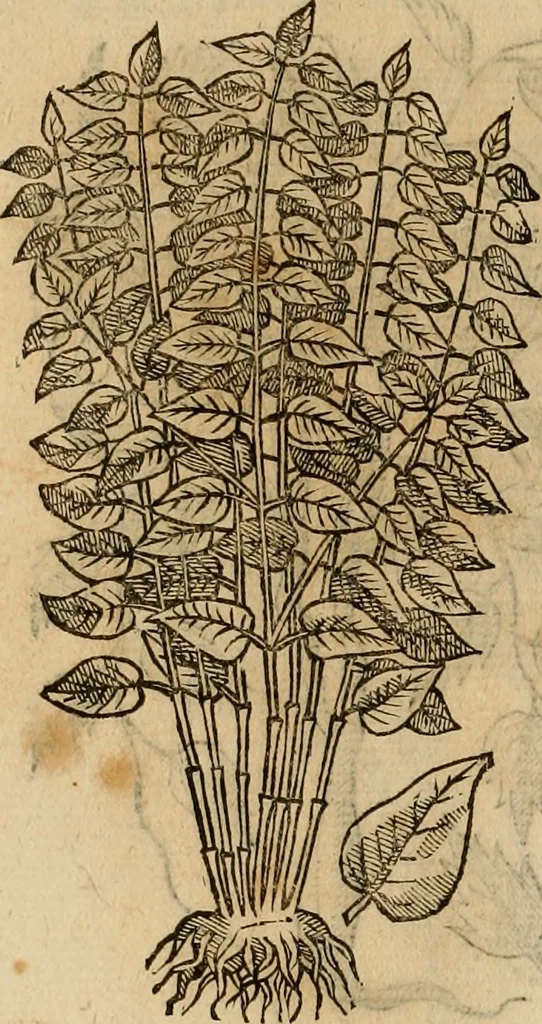 An illustration from Rerum medicarum Novae Hispaniae thesaurus, seu, Plantarum animalium mineralium Mexicanorum historia, 1651, leaf 421