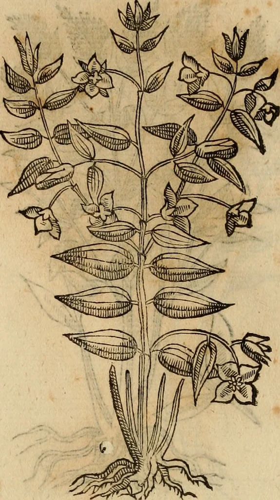 An illustration from Rerum medicarum Novae Hispaniae thesaurus, seu, Plantarum animalium mineralium Mexicanorum historia, 1651, leaf 421