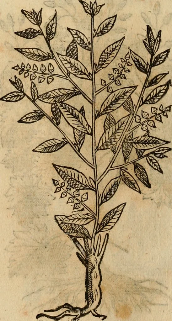 An illustration from Rerum medicarum Novae Hispaniae thesaurus, seu, Plantarum animalium mineralium Mexicanorum historia, 1651, leaf 421