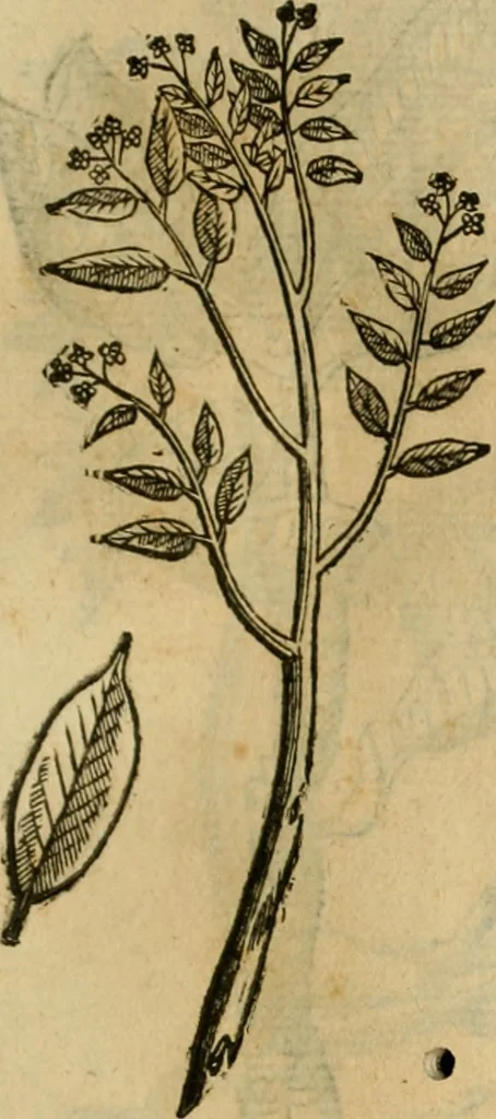 An illustration from Rerum medicarum Novae Hispaniae thesaurus, seu, Plantarum animalium mineralium Mexicanorum historia, 1651, leaf 422
