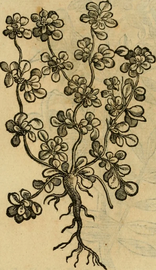 An illustration from Rerum medicarum Novae Hispaniae thesaurus, seu, Plantarum animalium mineralium Mexicanorum historia, 1651, leaf 422